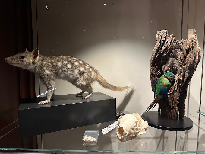 Taxidermy eastern quoll and mounted birds displayed in a glass cabinet at the Tasmanian Museum and Art Gallery