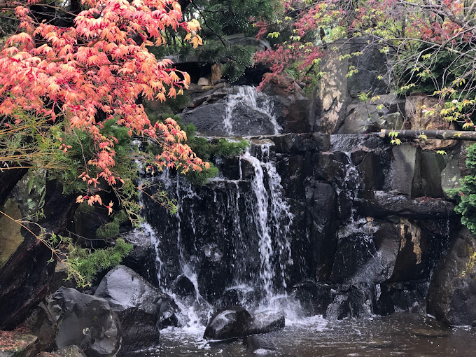 Waterfall cascading over rocks surrounded by autumn-coloured Japanese maple leaves at the Royal Tasmanian Botanical Gardens