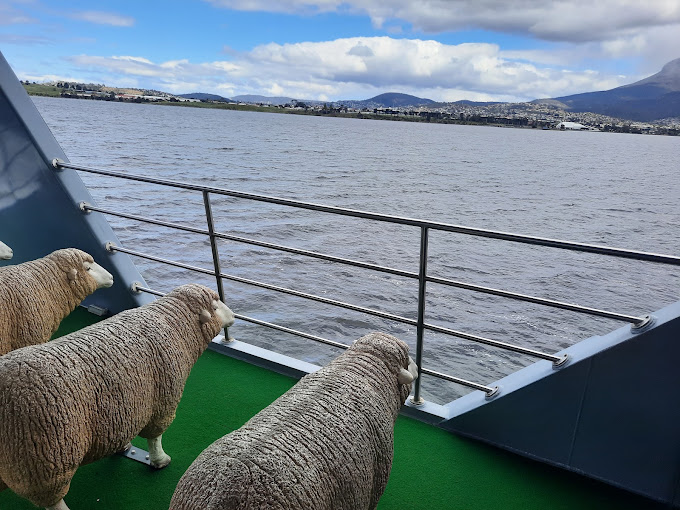 Sheep sculptures on the deck of the MONA ferry looking out over the Derwent River